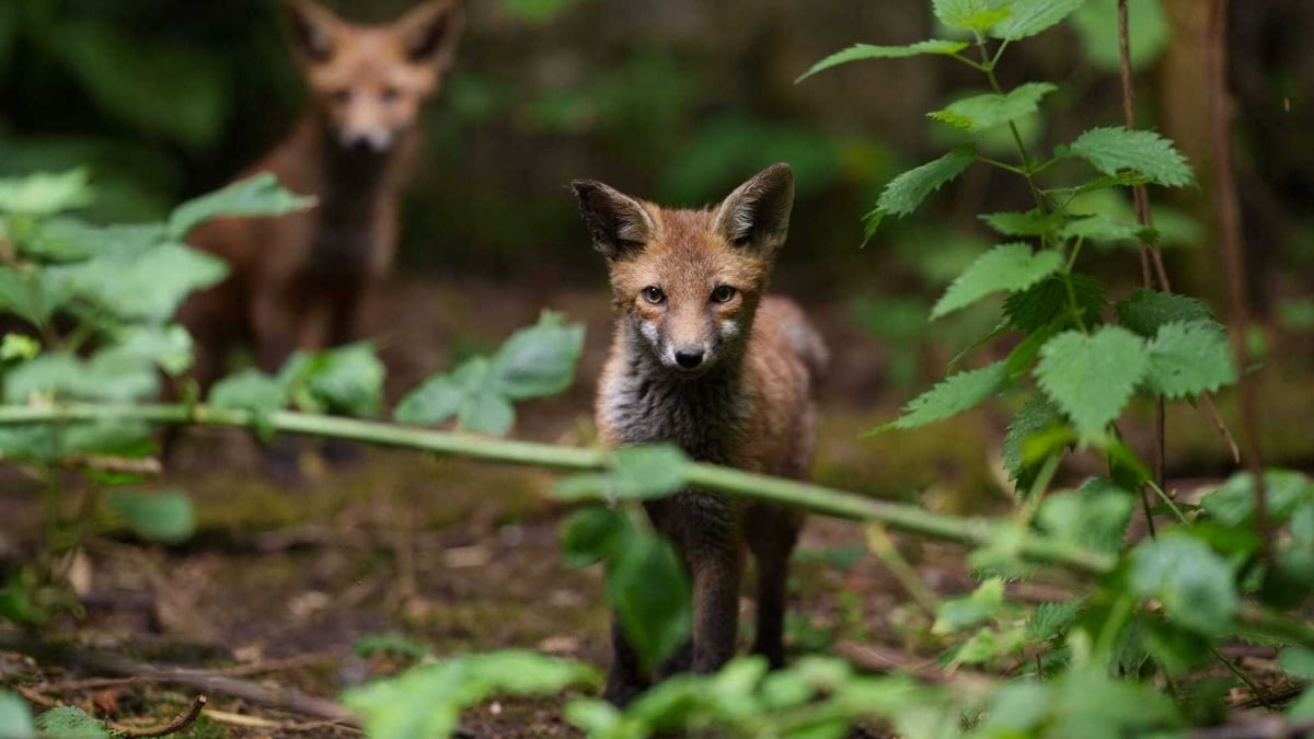 A bill to ban fox hunting – what's in it and who’s for it? 