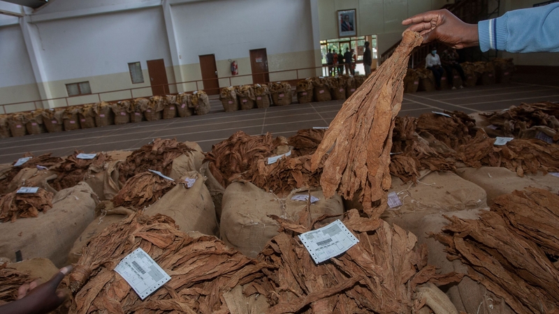 A man holds tobacco leaves above a bale at the Lilongwe Auction Floors in the Malawi Capital, Lilongwe