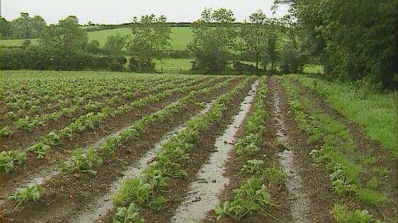 Waterlogged County Wexford strawberry field, 1993