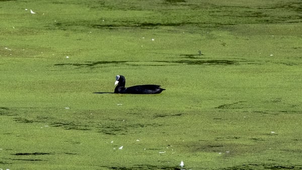 Blue-green algae is very toxic to pets (file image)