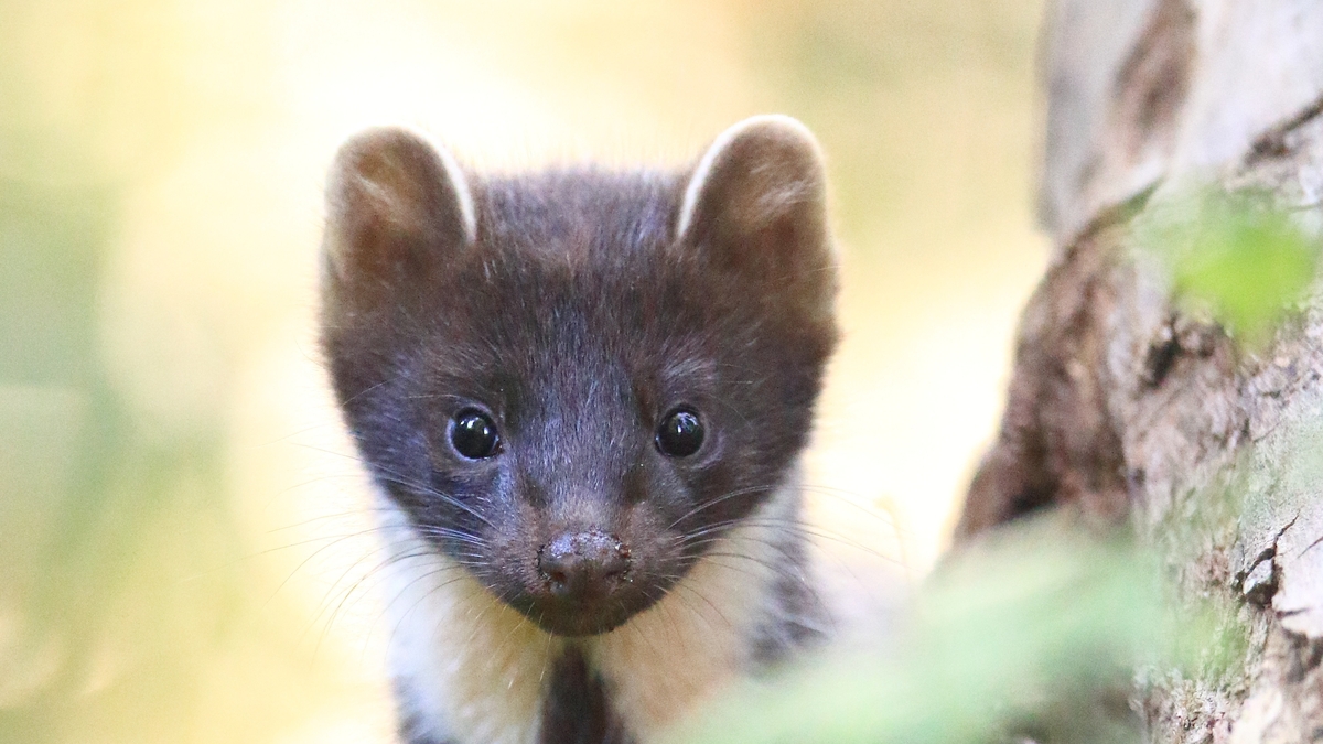 NI pine marten resurgence good news for red squirrels