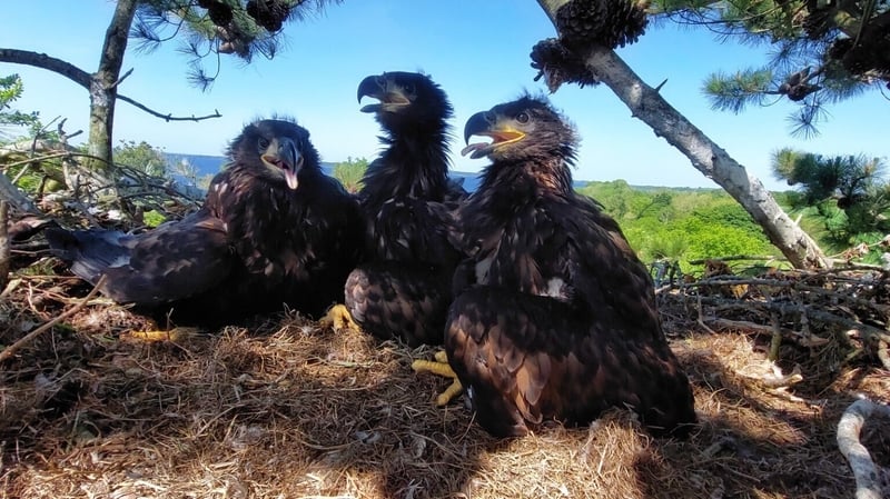 NPWS staff have also observed and tagged three chicks reared by one of the male eagle's offspring from his previous partner