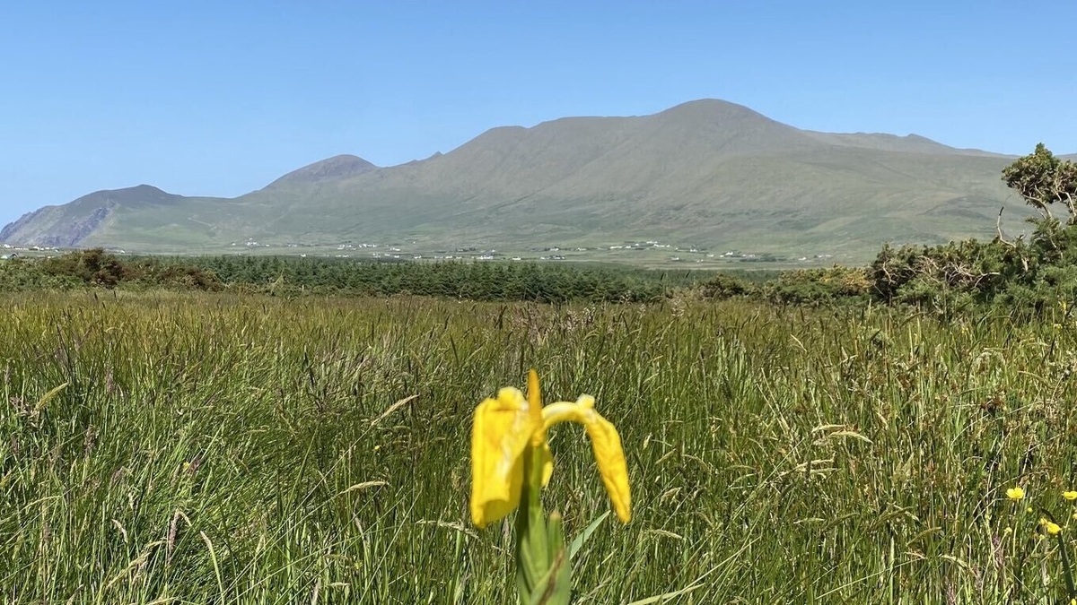 Caitlín Ni Chéirín;feachtas bailithe airgid