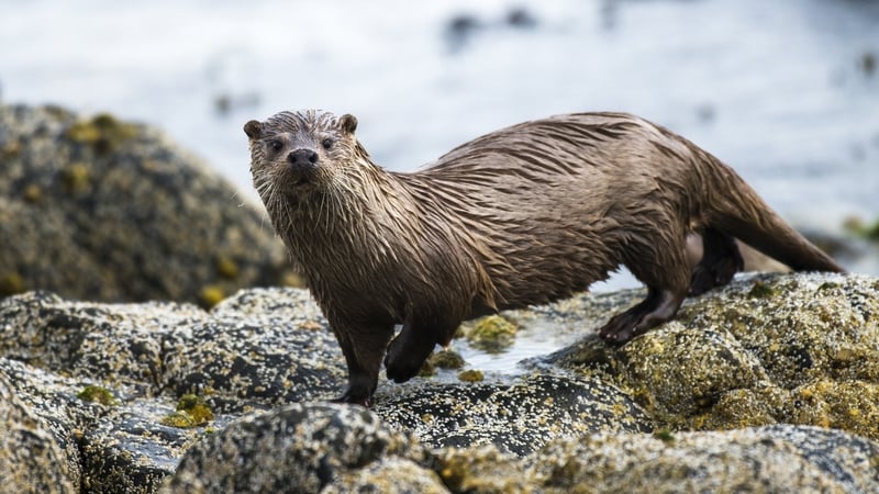 Otters are mostly active at night and most typically seen at dawn or dusk