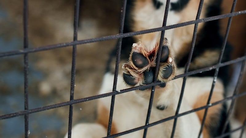 Dr Cyril Sullivan explained that the increase in numbers is a post-Covid issue, related to the pandemic when demand for dogs jumped (Stock image)