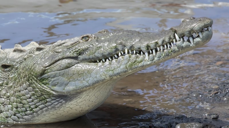 The female American crocodile was able to produce a fully formed foetus that was 99.9% genetically identical to her (stock image)