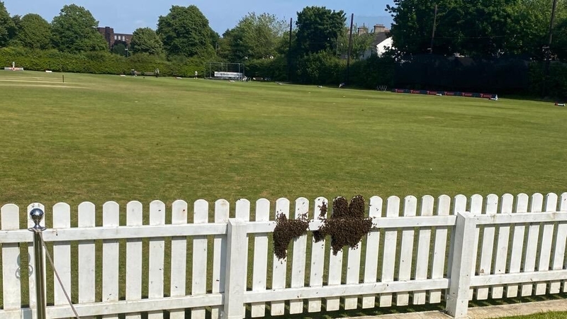 The bees settled on a pavillion fence, halting the game