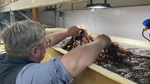 Seaweed farmer Michael O'Neill grows and propagates the marine plants in Co Cork