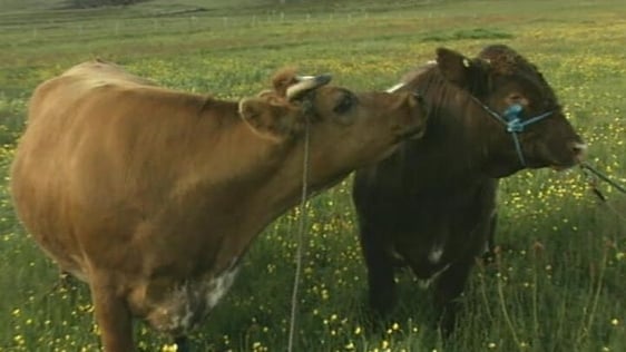 Tory Island Bovine Match, 1998
