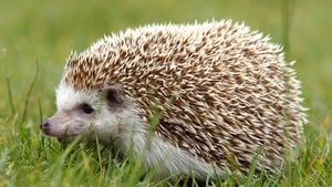 Hedgehogs are on the decline across Ireland and are now classified as 'near threatened' throughout Europe show image