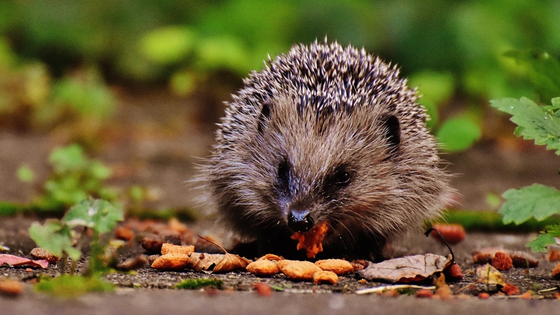Researchers are asking people in the Renmore, Mervue and Rahoon areas of Galway to participate in the study