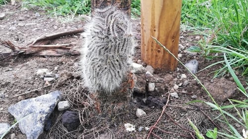 Oak Processionary Moths pose a potential risk for human health and animal health