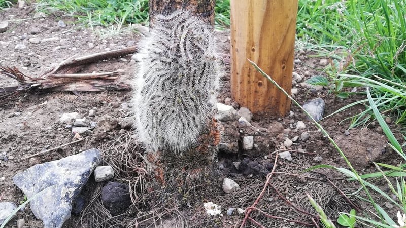 Oak Processionary Moths pose a potential risk for human health and animal health