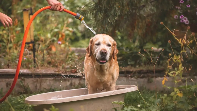 If the pavement is too hot for your bare feet, it's too hot for theirs. By Imy Brighty-Potts.