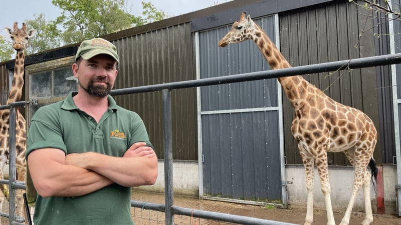 Aidan Rafferty, lead ranger in Fota Wildlife Park's hoofstock section