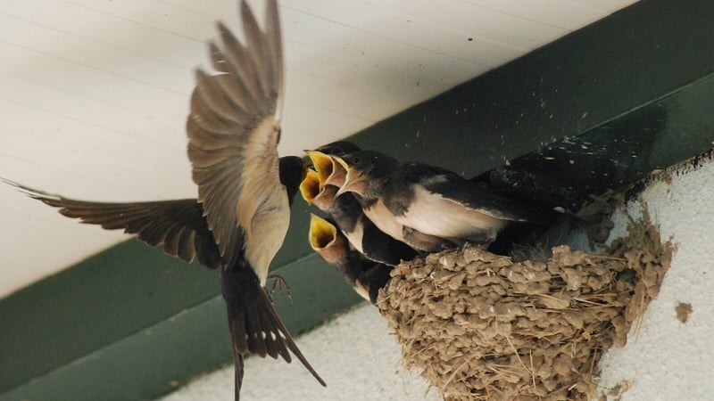 'Watch out for low-flying swallows: they may be after your hair ‒ or worse, your soul.' Photo: Wikimedia Commons