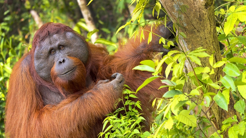 Dr Lameira added that the fact that two separate populations of orangutans were observed making two calls simultaneously is 'proof that this is a biological phenomenon'