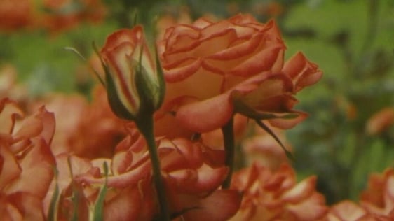 Roses, St Anne's Park (1983)