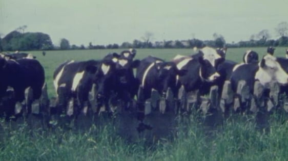 Cattle in Kerry (1983)