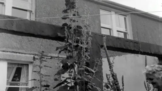 Kathleen Hurton in Ballinlough, Cork with her giant hollyhock, 1968.