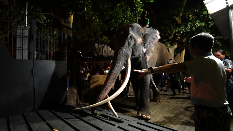 The elephant was transported inside a specially constructed giant steel crate onboard a cargo plane following a diplomatic row