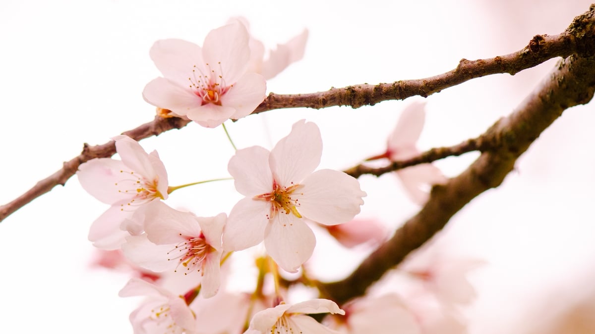 Trees damaged in Dublin's Dodder Valley Park
