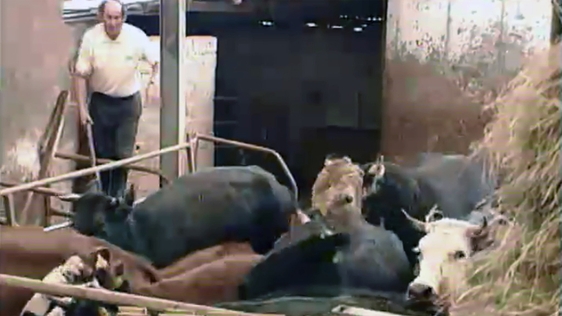 Wild Bulls Of Kilnadeema roundup, County Galway in 2003.
