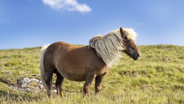 RTÉjr Book Club: It's one for all the horse and pony fans!
