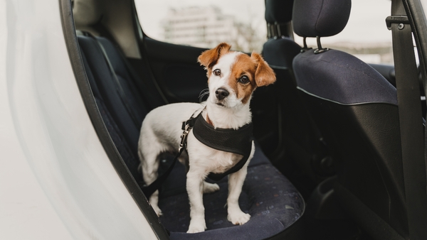 Frustration is much more common in dogs than you might expect, and knowing the signs to watch out for can help you better care for your dog. Getty Images