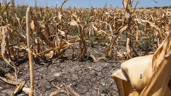 Dead corn crops in Austin, Texas, US, this summer