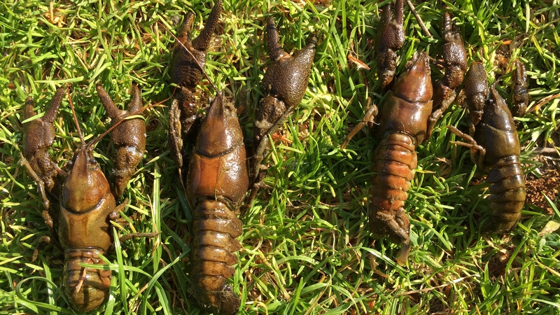 Native White-clawed crayfish taken from the River Suir in 2017
