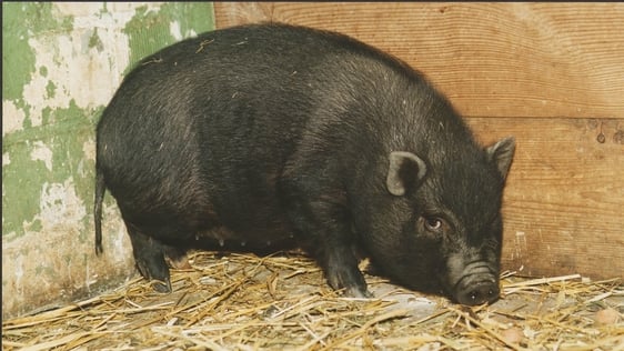 Vietnamese pot-bellied pig. Photo by Feddersen/ullstein bild via Getty Images. Image ref 542867257