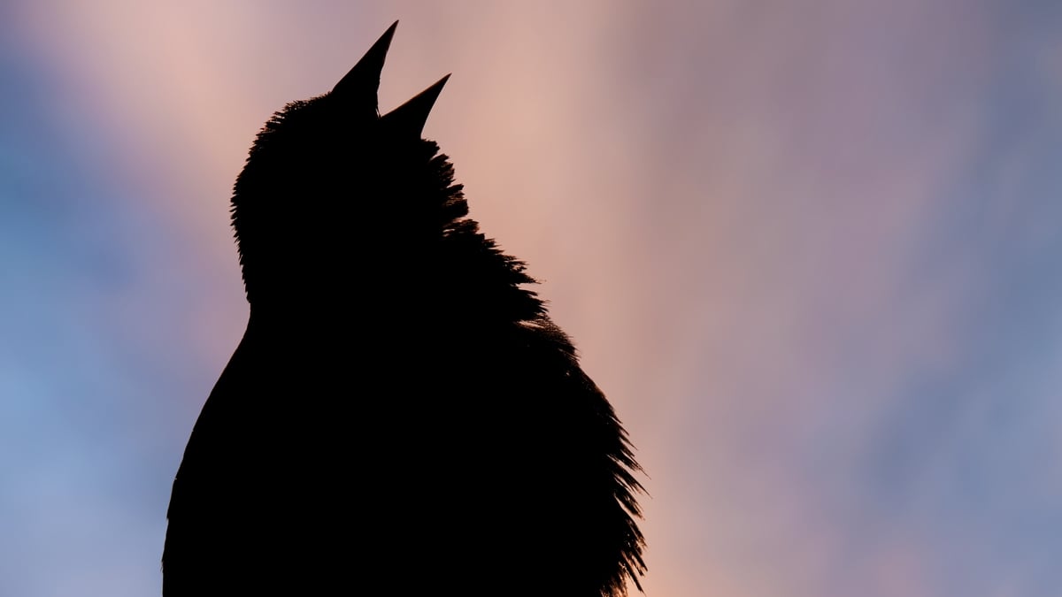 Catchup: The Dawn Chorus 2023