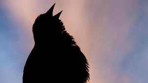 Catchup: The Dawn Chorus 2023  show image