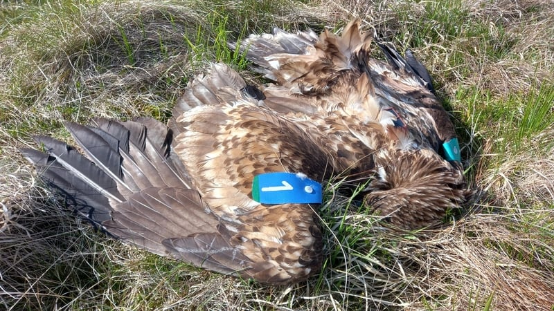 The eagles were found dead in the Ballymena area in May (Pics: RSPB Northern Ireland)