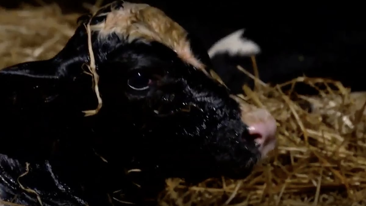 Investigation reveals major animal welfare breaches for Irish dairy calves