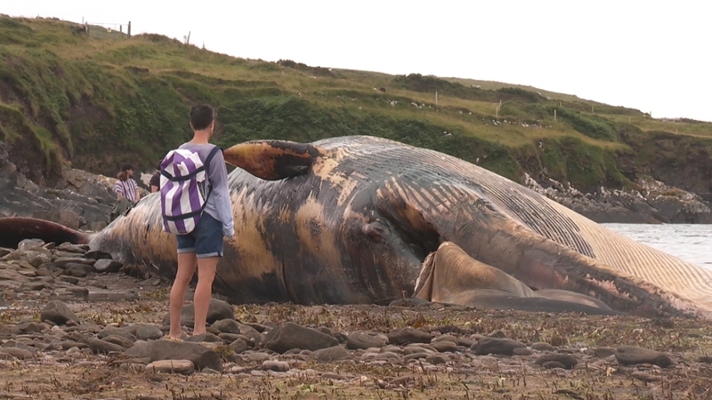 The carcass of the whale has been buried where it washed near Baile an Sceilg