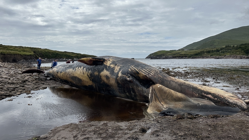 The fin whale, which is the second largest mammal on the planet, washed ashore at the weekend and is already decomposing
