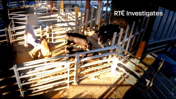 Animal abuse footage filmed by RTÉ is 'repugnant' says Taoiseach