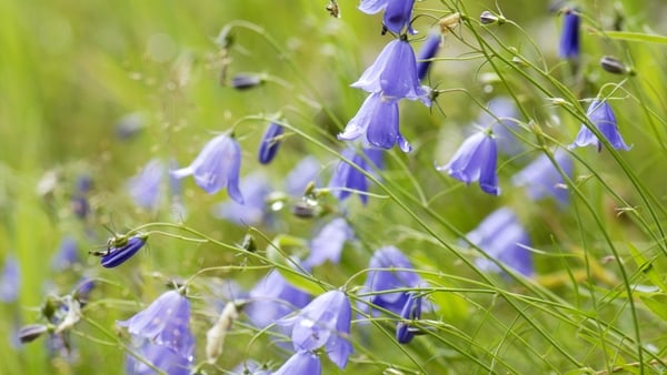 Some of our native plant species, including the Nettle-leaved Bellflower (pictured) are at risk of extinction "in a relatively short time frame." Photo: Getty Images