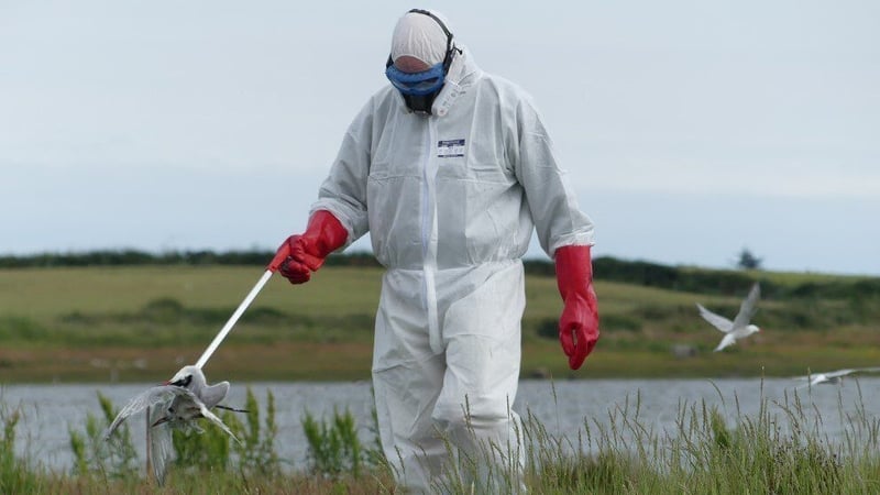 A BirdWatch Ireland fieldworker wearing PPE, collects bird flu victims
(Photo: BirdWatch Ireland)