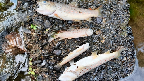 Brown Trout were among some of the species identified among the fish kill (Image: Inland Fisheries Ireland)