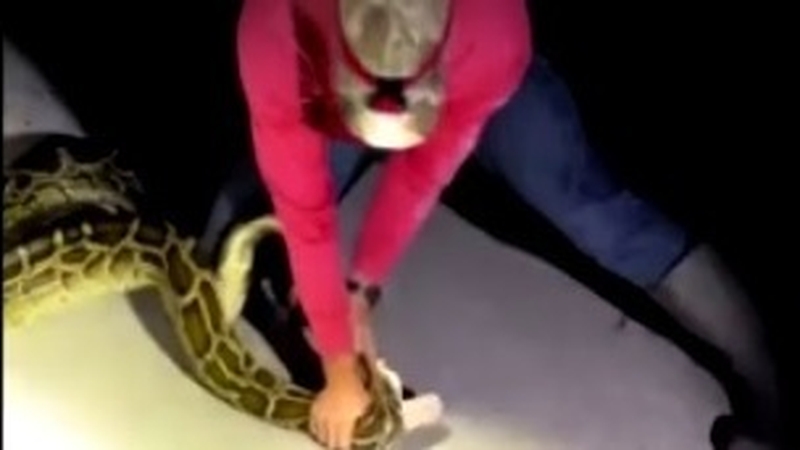 The size of the python is believed to be a record for Florida (Pic: Glades Boys Python Adventures)