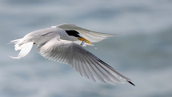 The tern family is a group of migratory seabirds which visit Ireland each summer to breed
