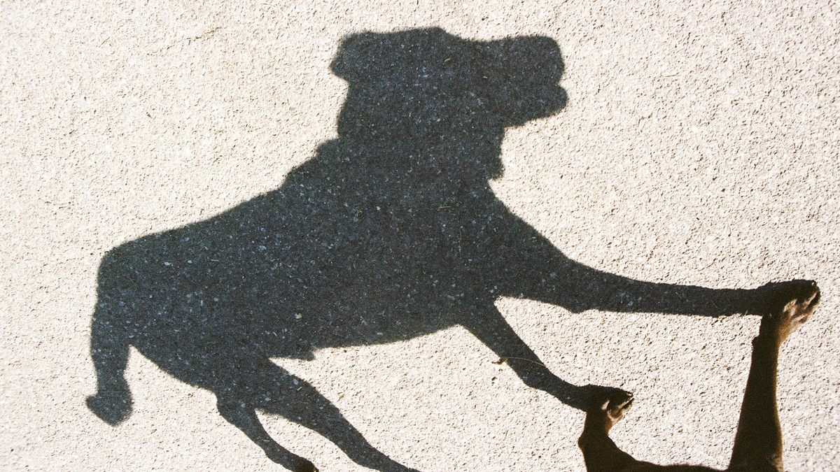 Dog dies following incident of horrible cruelty 