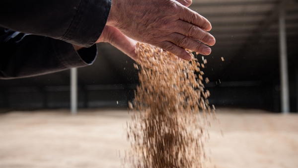 Wheat rose amid concerns over northern hemisphere planting conditions, the UN said today