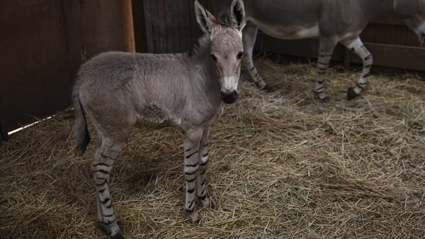 The foal named Julieta has a life expectancy of 30 years