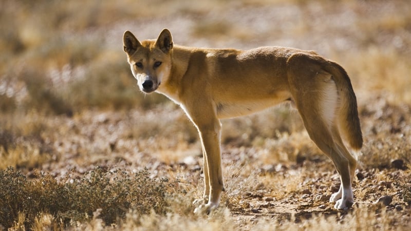 A series of dingo attacks have put a spotlight on visitor safety