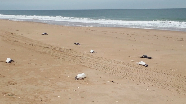 Dead penguins lie on the beach in Barra Laguna de Rocha, Rocha department, Uruguay