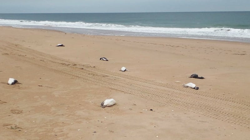 Dead penguins lie on the beach in Barra Laguna de Rocha, Rocha department, Uruguay